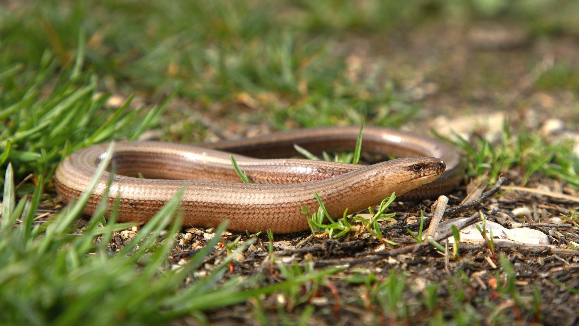 Slepec foto DTome copy